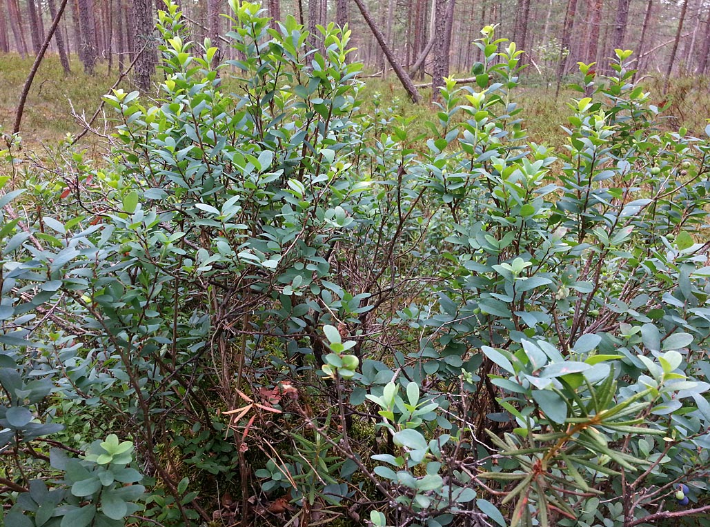 Image of Vaccinium uliginosum specimen.