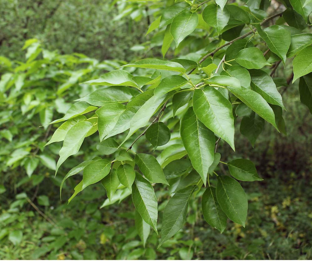 Изображение особи Maclura pomifera.