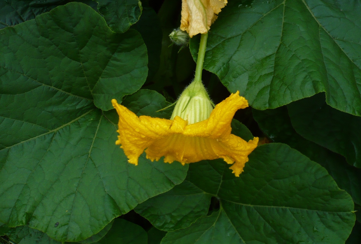 Image of Cucurbita maxima specimen.