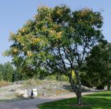 Koelreuteria paniculata