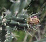 Cylindropuntia