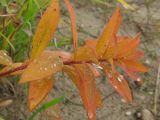 Euphorbia borodinii. Верхняя часть побега с листьями в осенней окраске. Архангельская обл., Виноградовский р-н, левый берег р. Северная Двина в районе пос. Усть-Ваеньга. 20.09.2014.