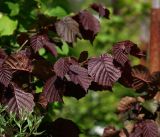 род Corylus
