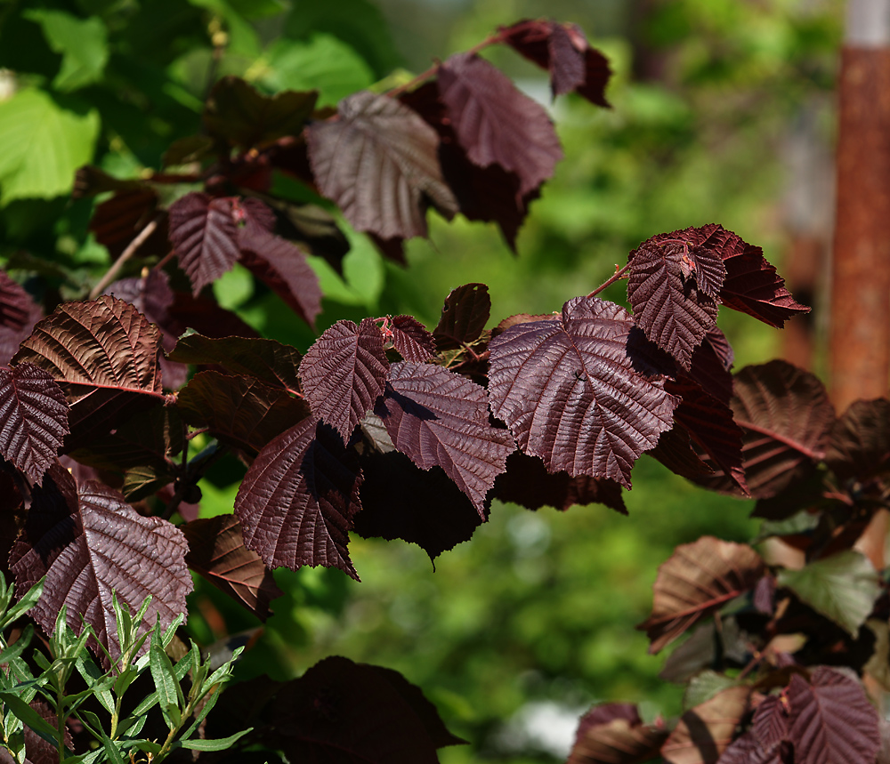 Изображение особи род Corylus.