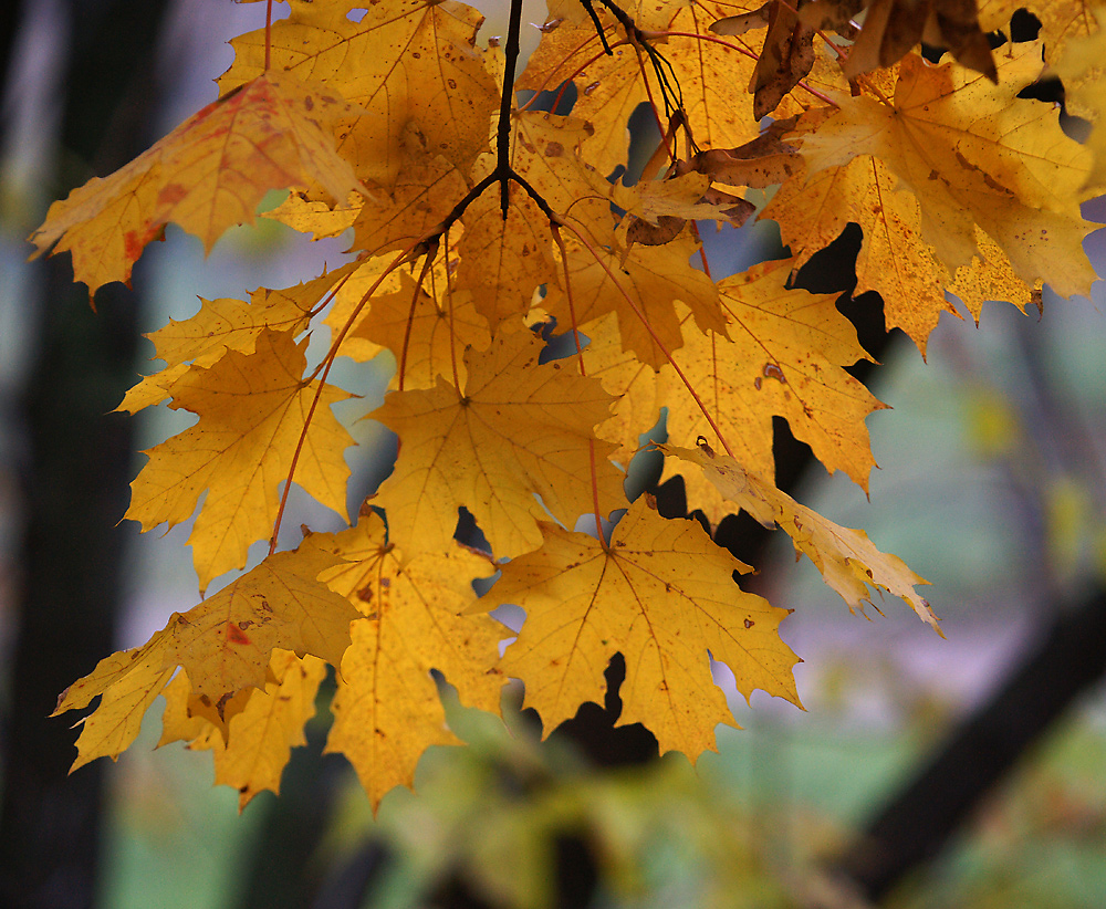 Изображение особи Acer platanoides.