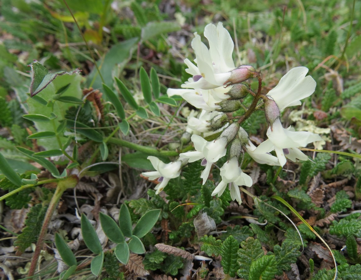 Изображение особи Astragalus tugarinovii.