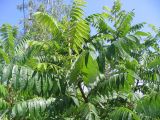 Rhus typhina