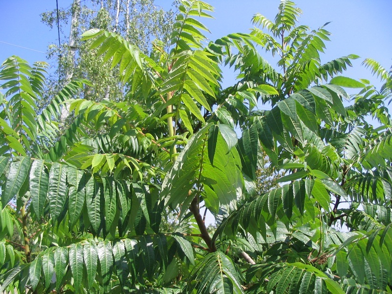 Image of Rhus typhina specimen.