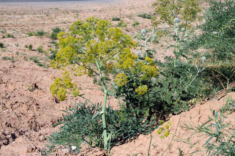 Image of Ferula penninervis specimen.