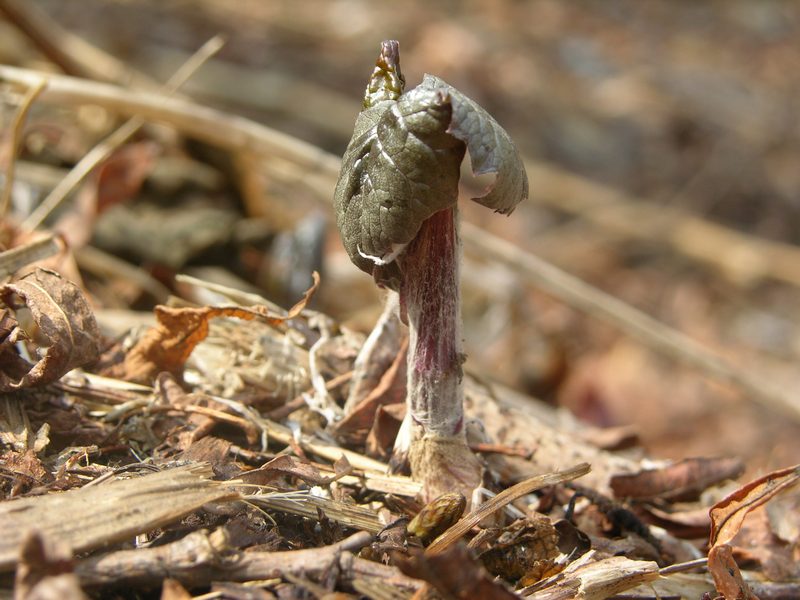 Image of Parasenecio kamtschaticus specimen.