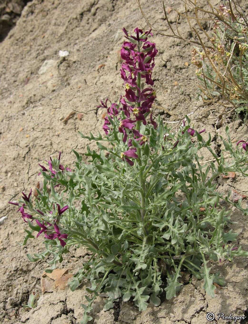 Image of Matthiola odoratissima specimen.