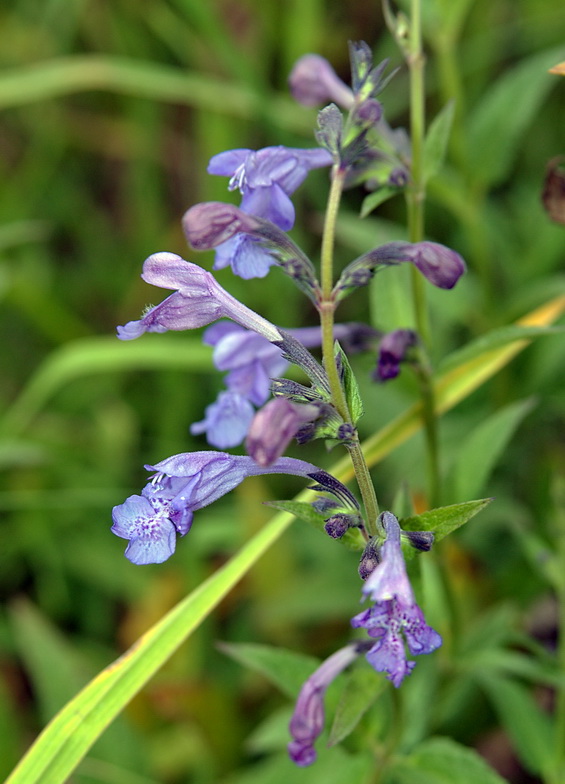 Изображение особи Nepeta sibirica.