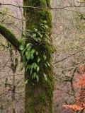 Polypodium vulgare