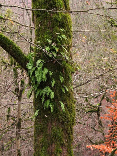 Изображение особи Polypodium vulgare.