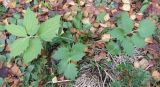 Valeriana sambucifolia