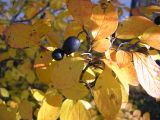 Cotoneaster lucidus