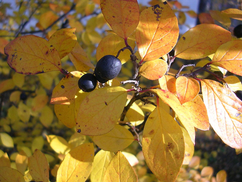 Изображение особи Cotoneaster lucidus.