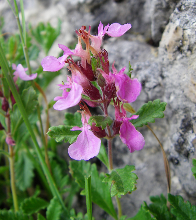 Image of Teucrium chamaedrys specimen.