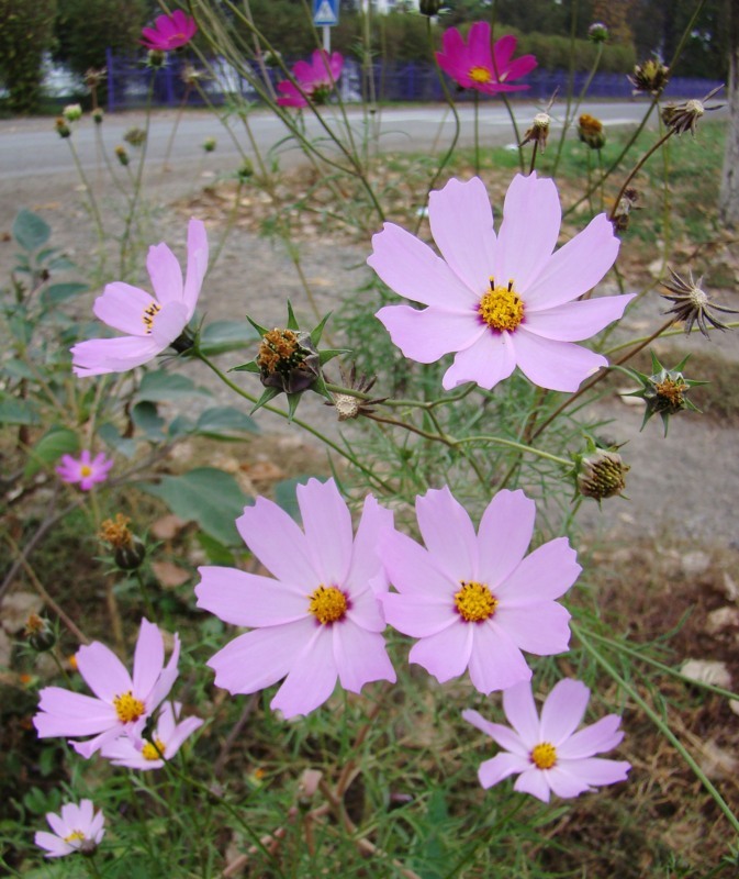 Image of Cosmos bipinnatus specimen.