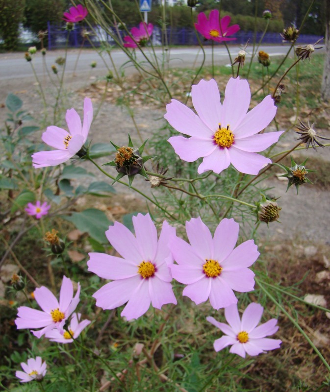 Изображение особи Cosmos bipinnatus.