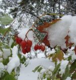 Viburnum opulus. Ветвь с плодами. Краснодарский край, Кущёвский р-н, станица Шкуринская, палисадник. 03.11.2009.