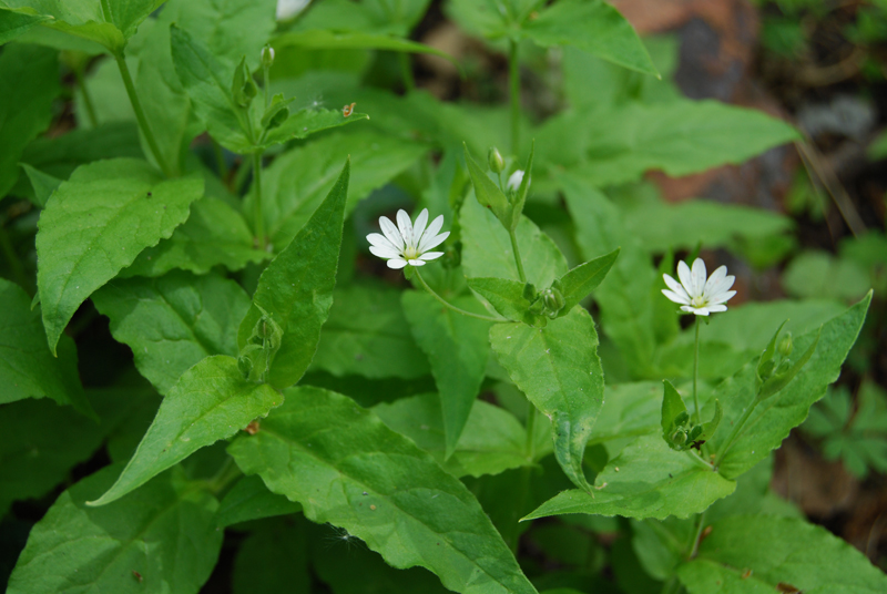 Image of Stellaria bungeana specimen.