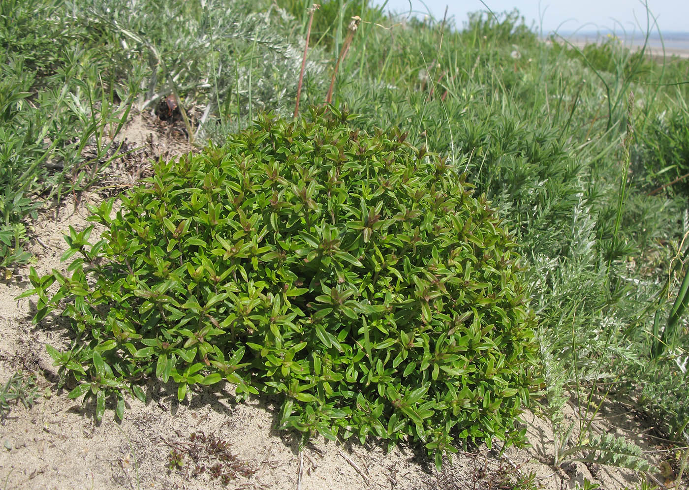 Изображение особи Thymus marschallianus.