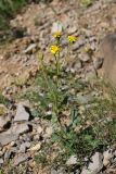 Ligularia karataviensis. Цветущее растение. Южный Казахстан, горы Алатау (Даубаба), Западное ущелье. 15.05.2014.