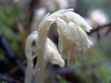 Hypopitys monotropa