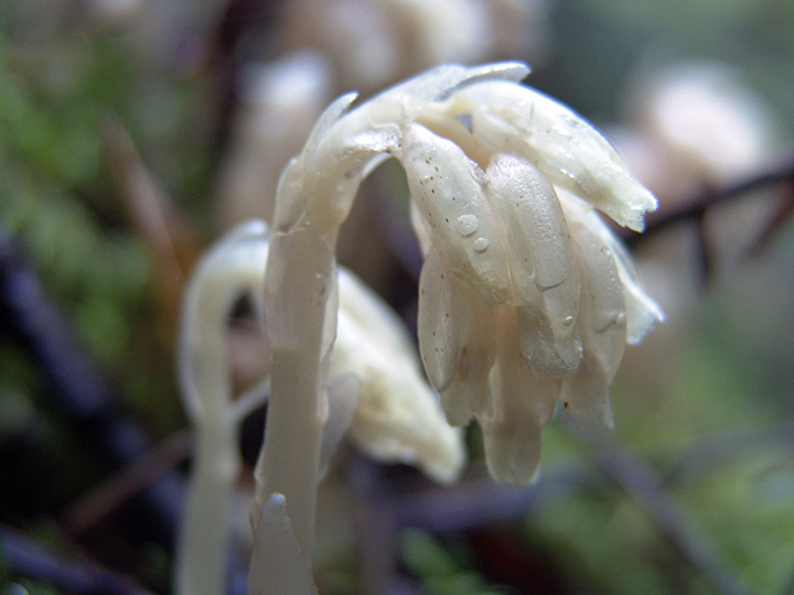 Image of Hypopitys monotropa specimen.