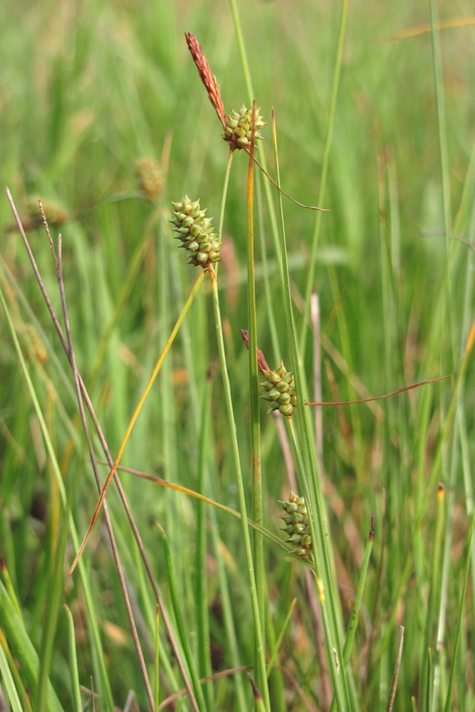 Image of Carex extensa specimen.