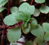 Sedum stoloniferum. Верхушка побега с поражениями(?). Краснодарский край, Сочи, окр. Хосты, Тисо-самшитовая роща. 14.07.2015.