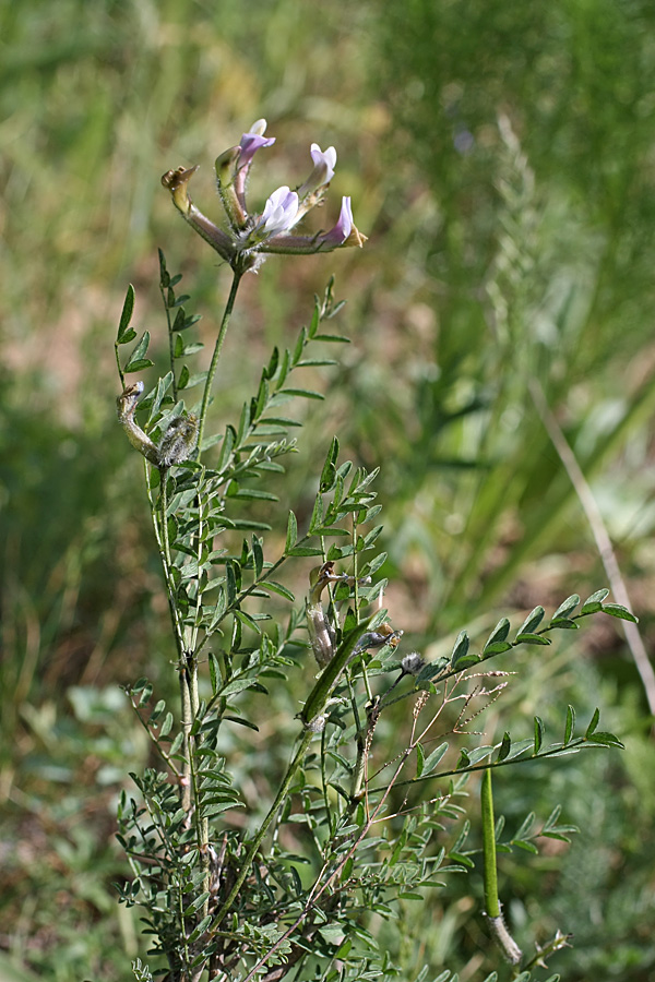 Изображение особи Astragalus neolipskyanus.