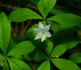 Trientalis europaea. Цветущее растение. Московская обл., Раменский р-н, окр. ж.-д. платформы Хрипань, смешанный лес у ЛЭП. 24.05.2015.