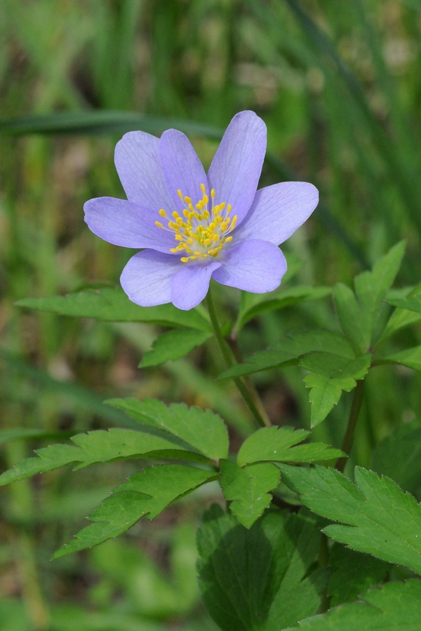 Image of Anemone nemorosa specimen.