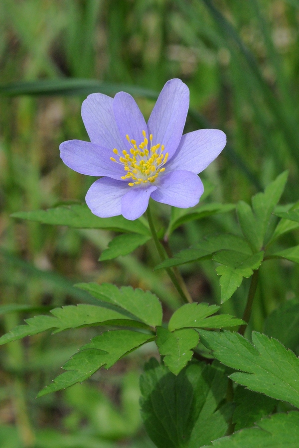 Изображение особи Anemone nemorosa.