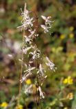 Silene stylosa