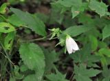 Campanula punctata