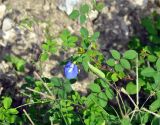 Clitoria ternatea. Верхушка побега с цветком и плодом. Андаманские острова, остров Хейвлок, у дороги. 31.12.2014.