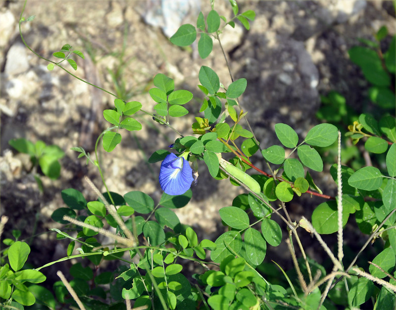 Изображение особи Clitoria ternatea.