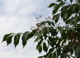 Fraxinus ornus. Верхушка ветви с соплодием. Крым, Бахчисарайский р-н, с. Трудолюбовка, у дороги в старом яблоневом саду в пойме. 28.06.2015.