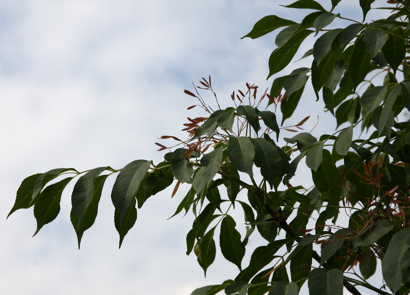 Изображение особи Fraxinus ornus.