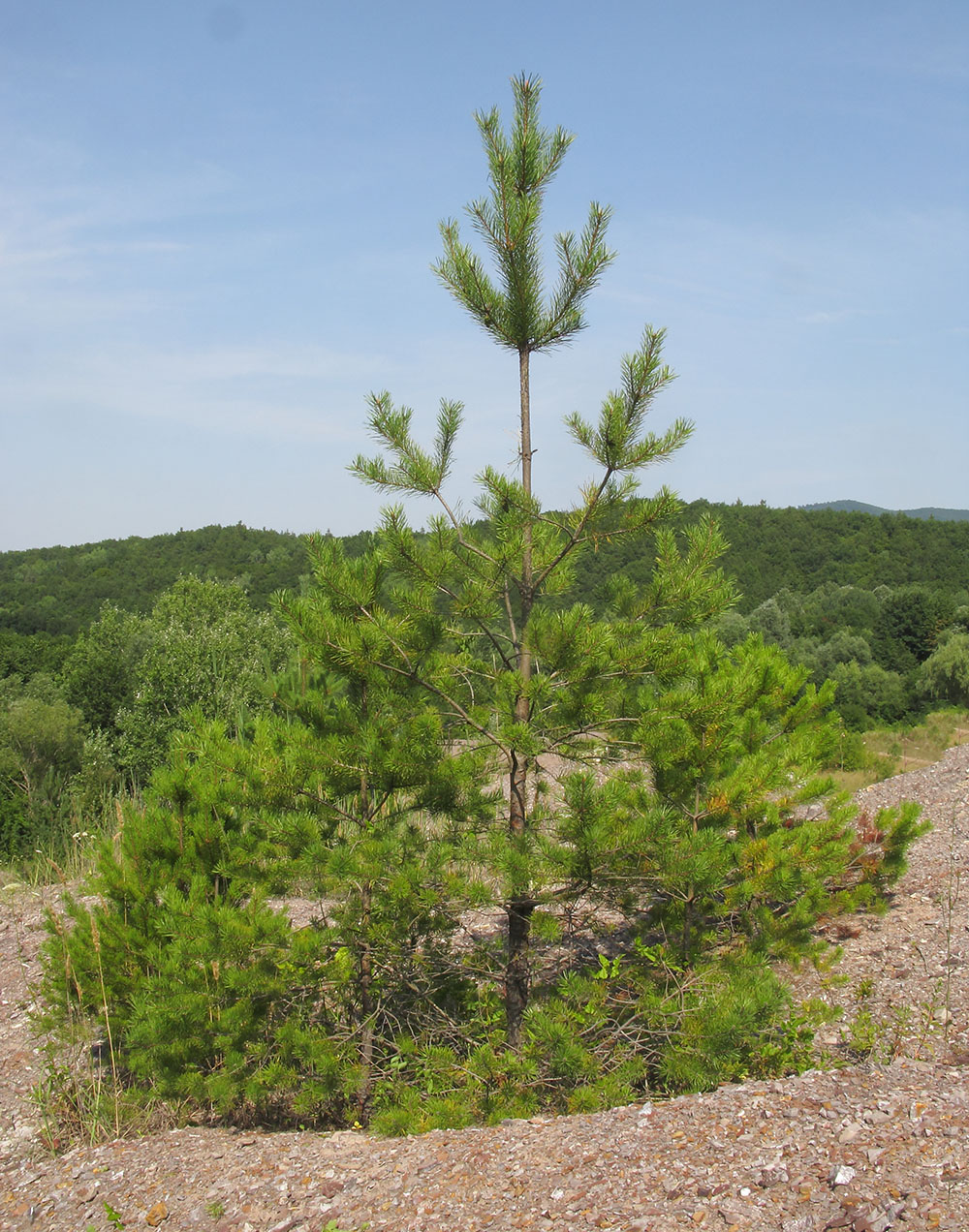 Изображение особи Pinus pallasiana.