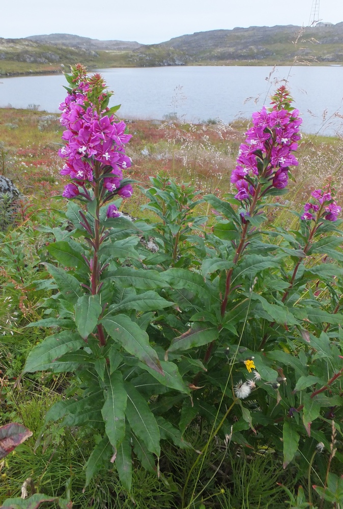 Изображение особи Chamaenerion angustifolium.