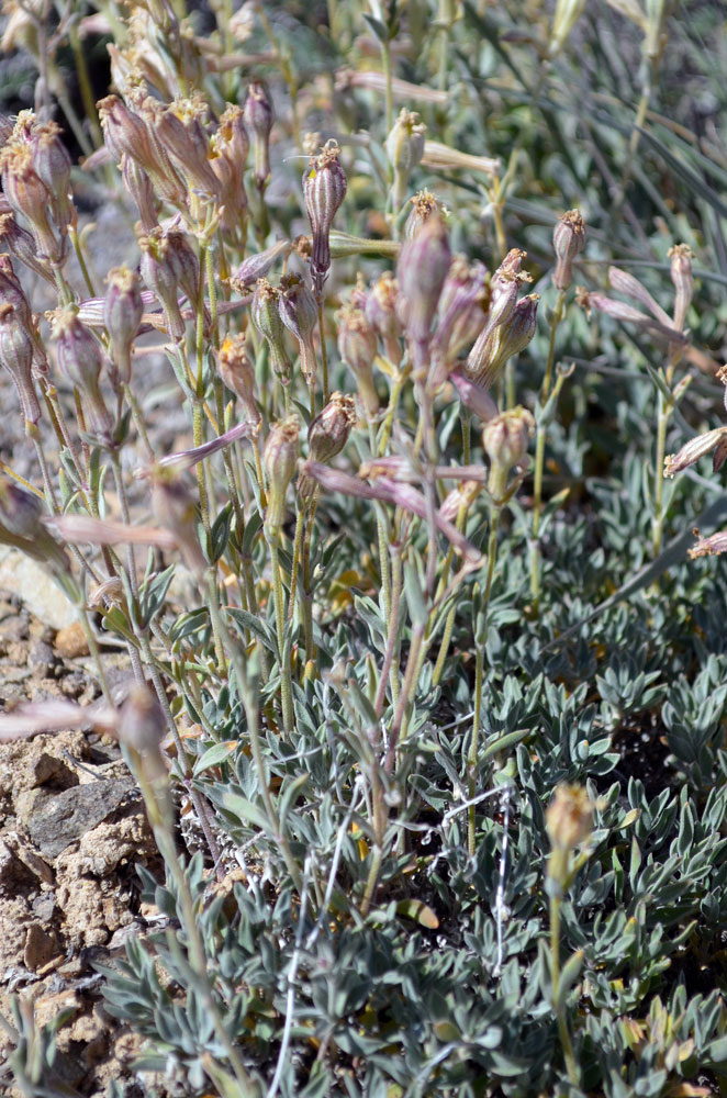 Image of Silene microphylla specimen.