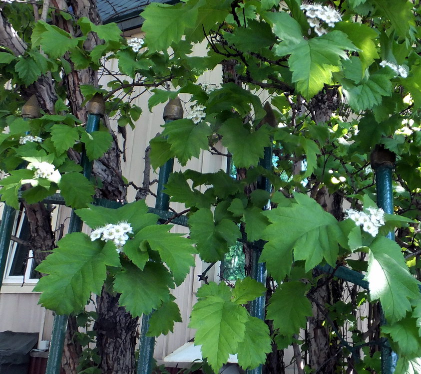 Image of Crataegus nigra specimen.