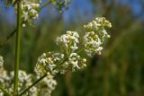 Galium album. Часть соцветия. Новгородская обл., г. Боровичи, Бобровские горы, луг. 28.06.2015.