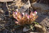 Astragalus chaetodon