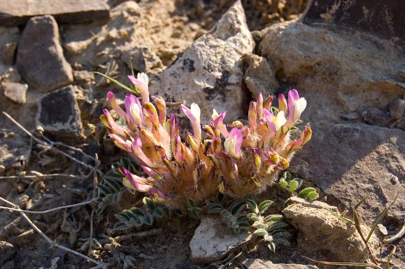 Изображение особи Astragalus chaetodon.