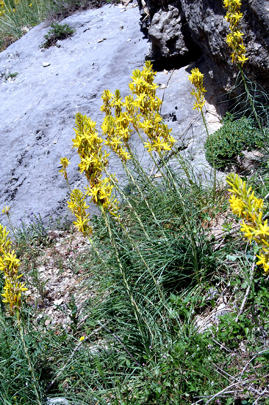 Изображение особи Asphodeline lutea.